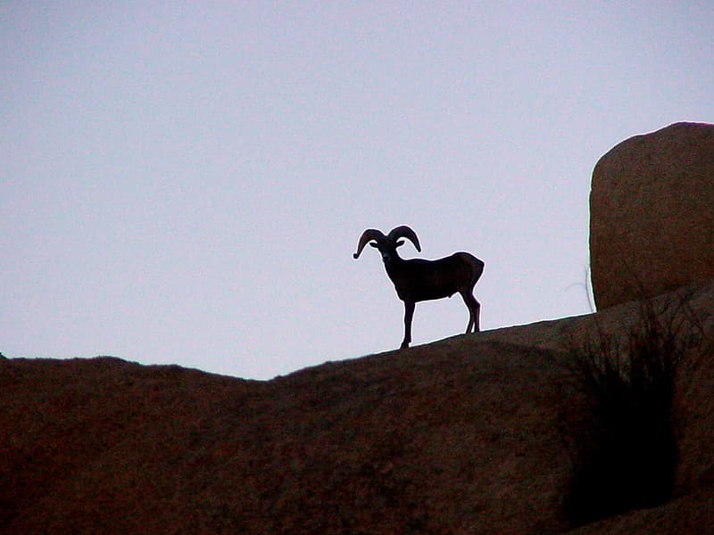 Desert bighorn sheep (Ovis canadensis nelsoni) ram