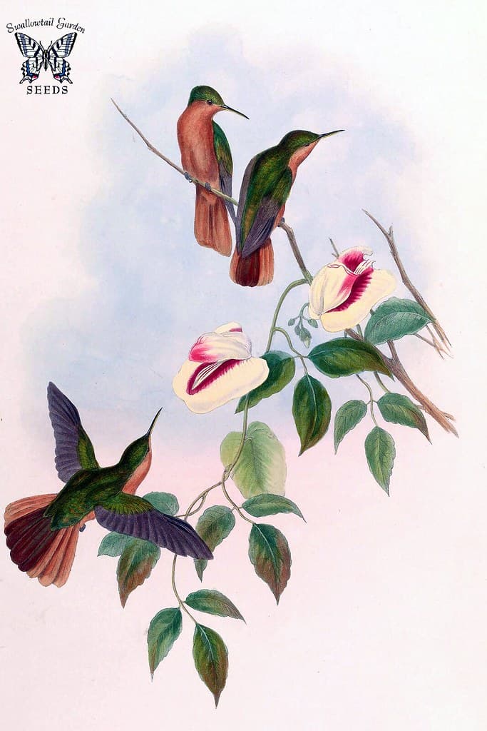 Thcentury, attractshummingbirds, botanical