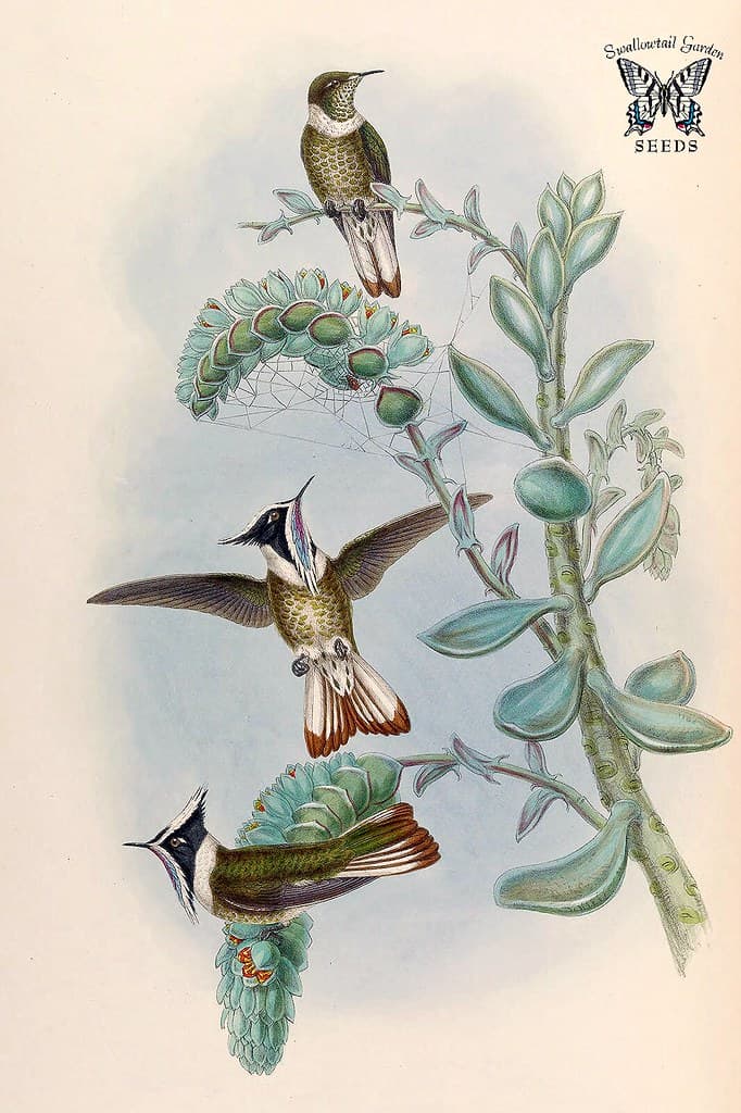 Thcentury, attractshummingbirds, botanical
