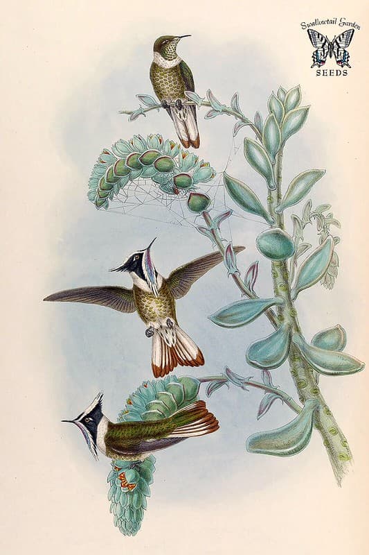 Thcentury, attractshummingbirds, botanical