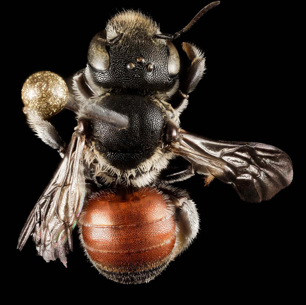 Aegean, bee, bees