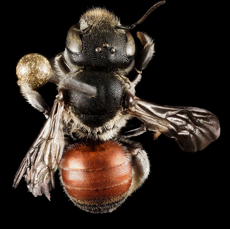 Aegean, bee, bees