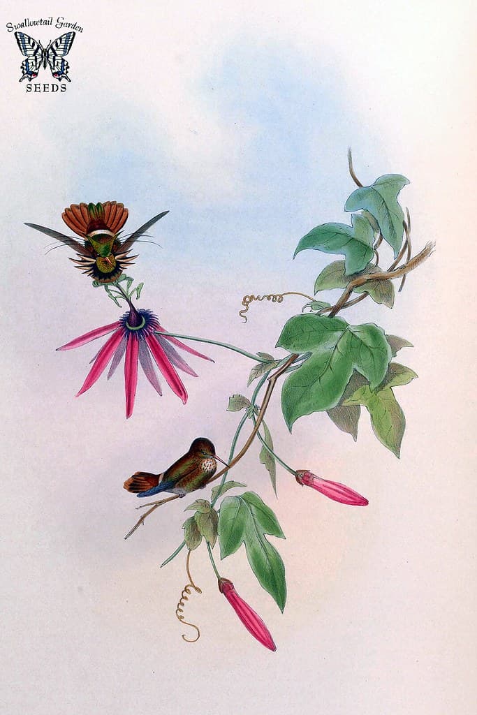 Thcentury, attractshummingbirds, botanical
