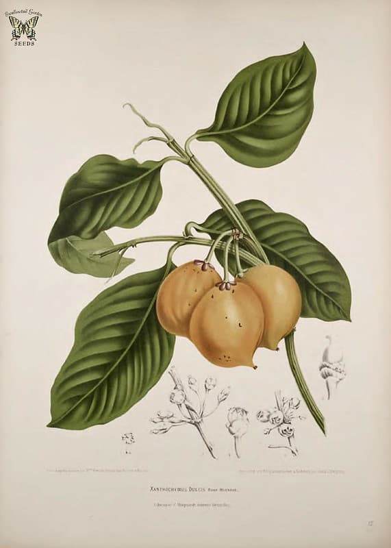 Thcentury, botanical, botany
