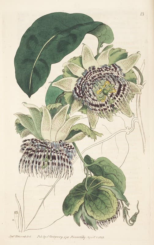Botanical, botany, domain