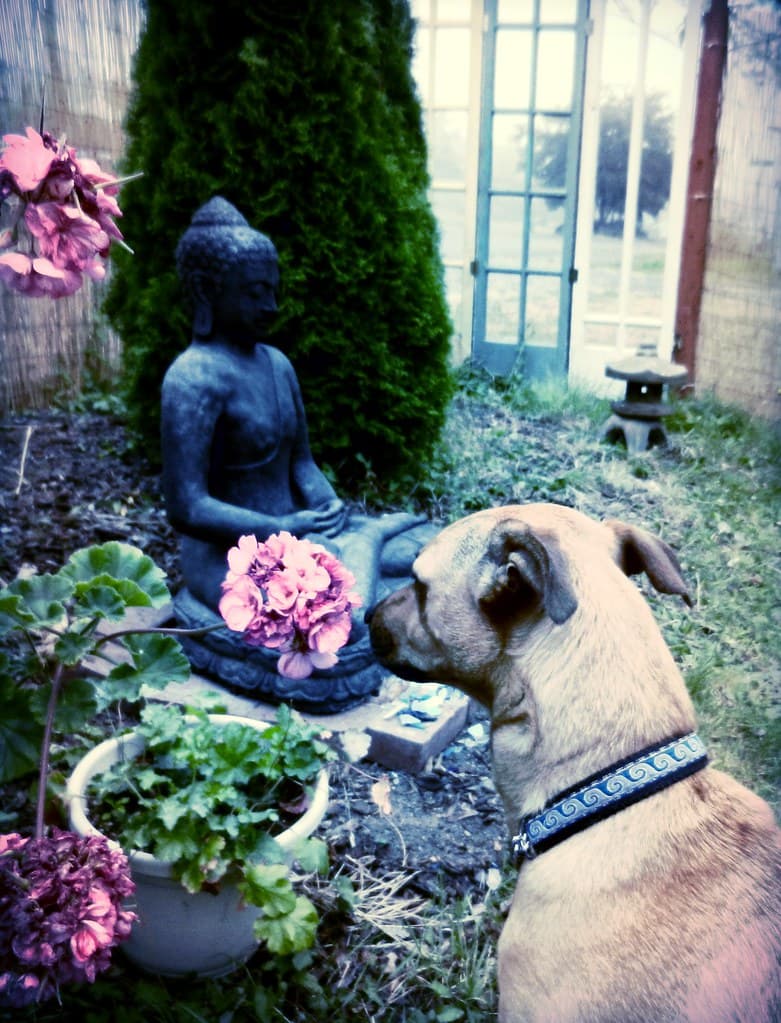 Stavenw, broadview, buddha