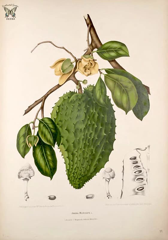 Thcentury, annona, botanical