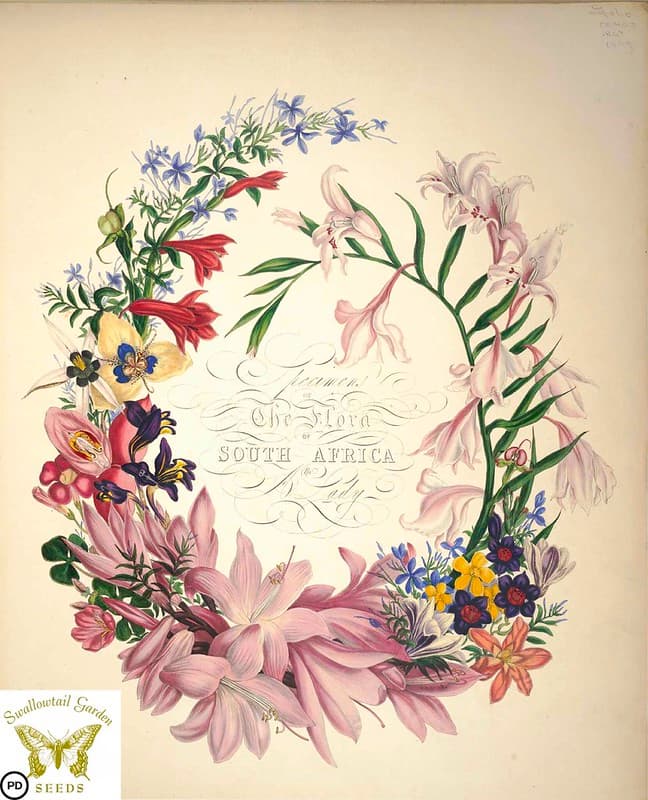 Botanical, botany, flowerillustration