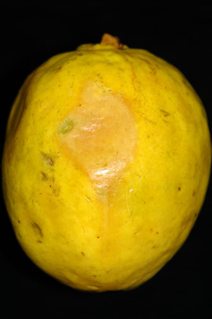 Guava (Psidium guajava): Fruit fly injury