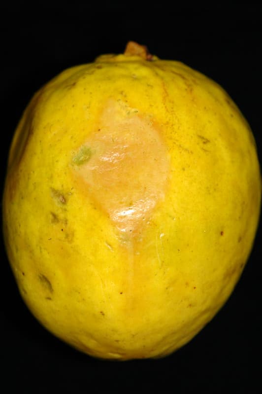 Guava (Psidium guajava): Fruit fly injury