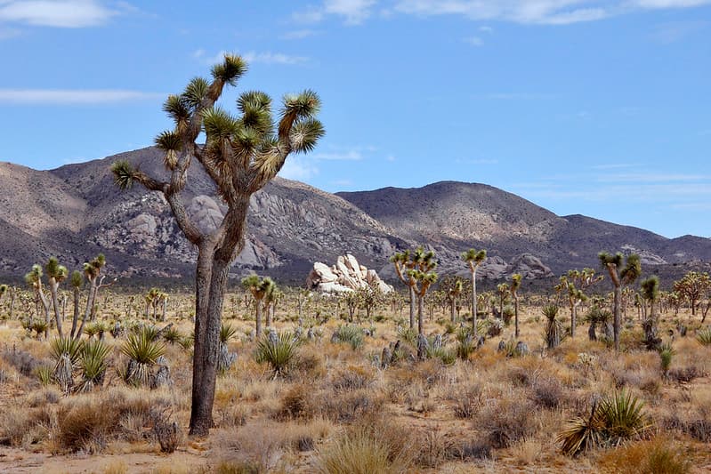 Joshua tree (Yucca brevifolia) and Ryan Mountain