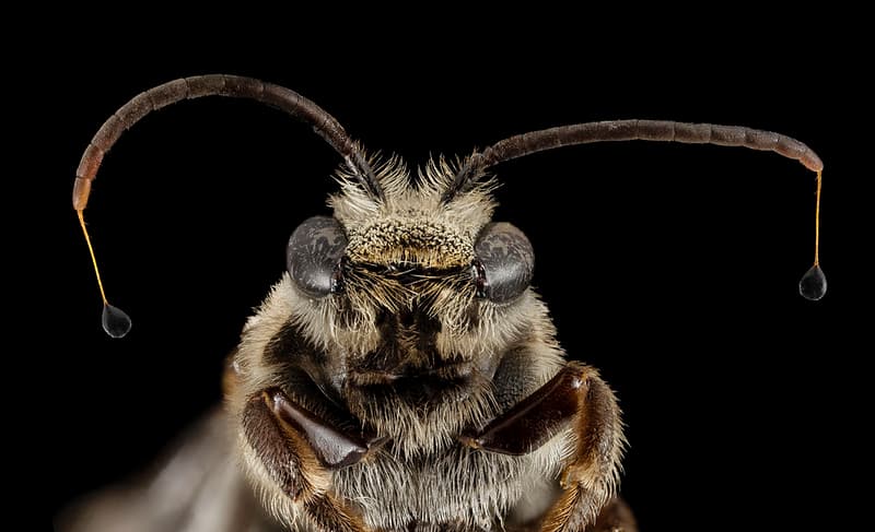 Aculeata, animal, animalia