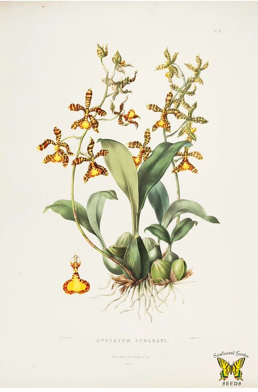 Thcentury, botanical, botany