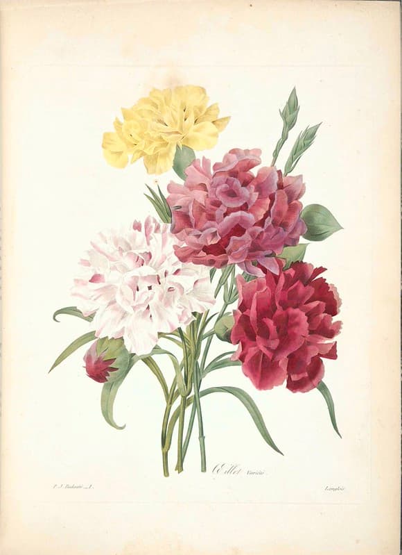 Botanical, botany, flowers