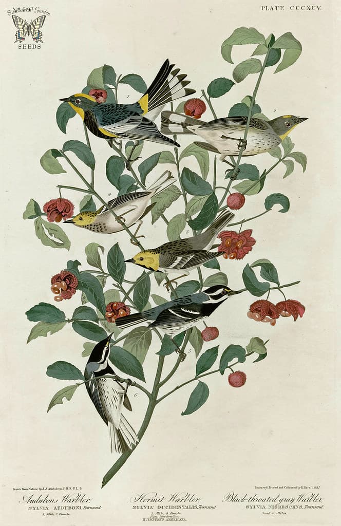Audubon, audubonwarbler, bird