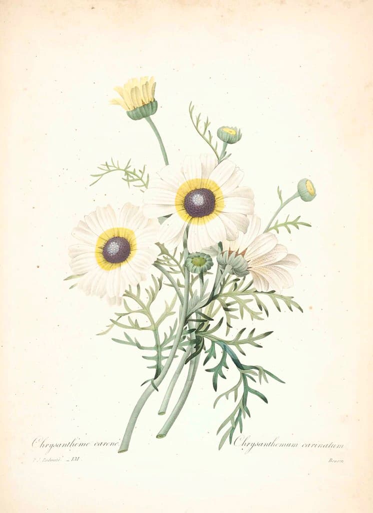 Botanical, botany, illustration