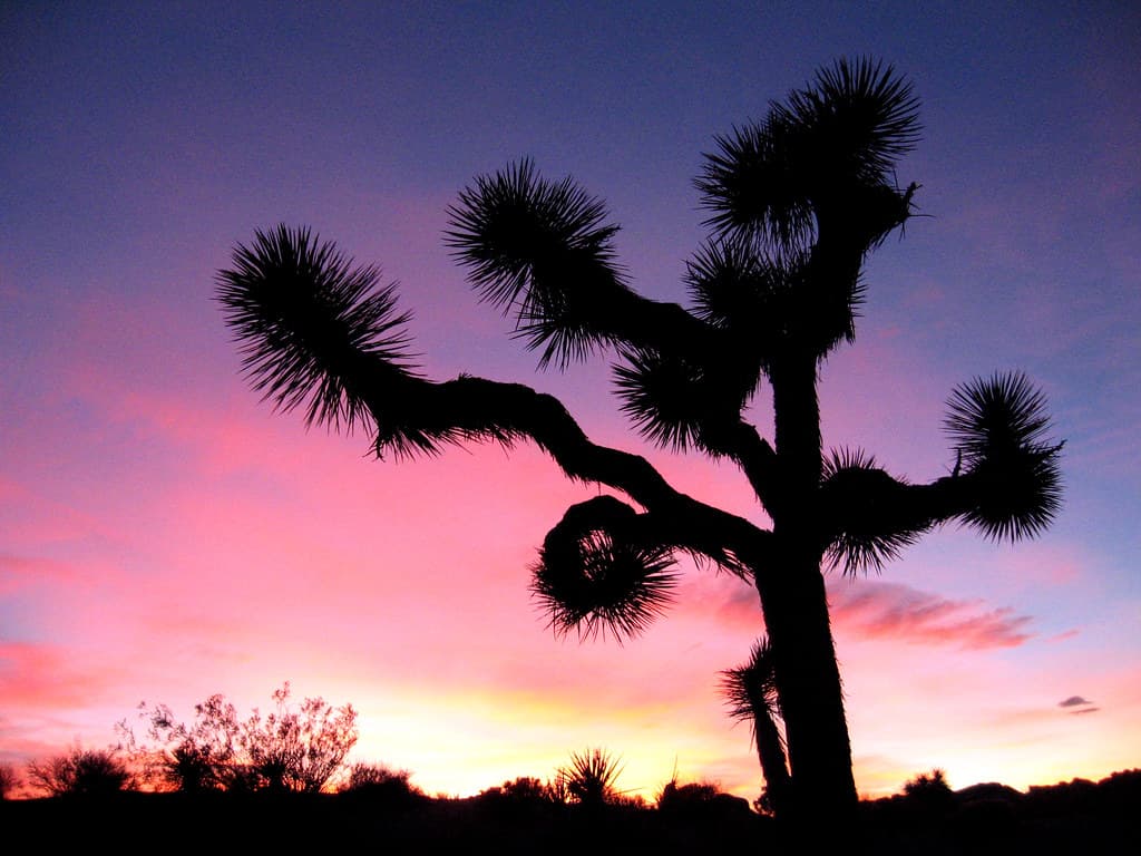 Sunset at Jumbo Rocks