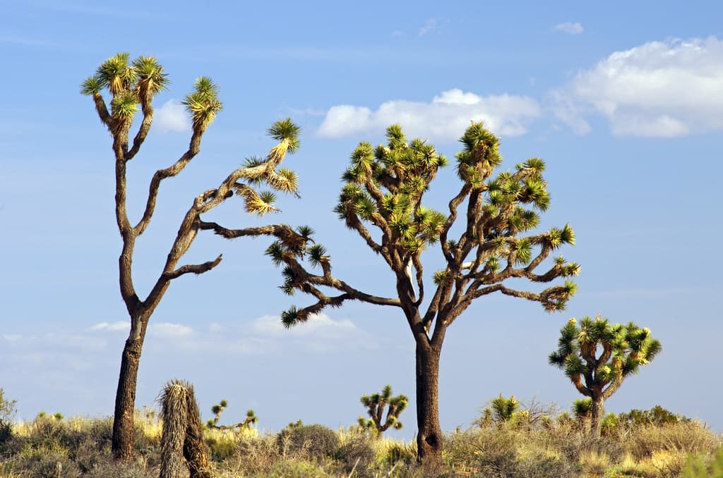 Joshua tree (Yucca brevifolia)