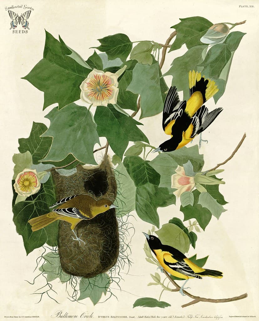 Audubon, baltimoreoriole, birds