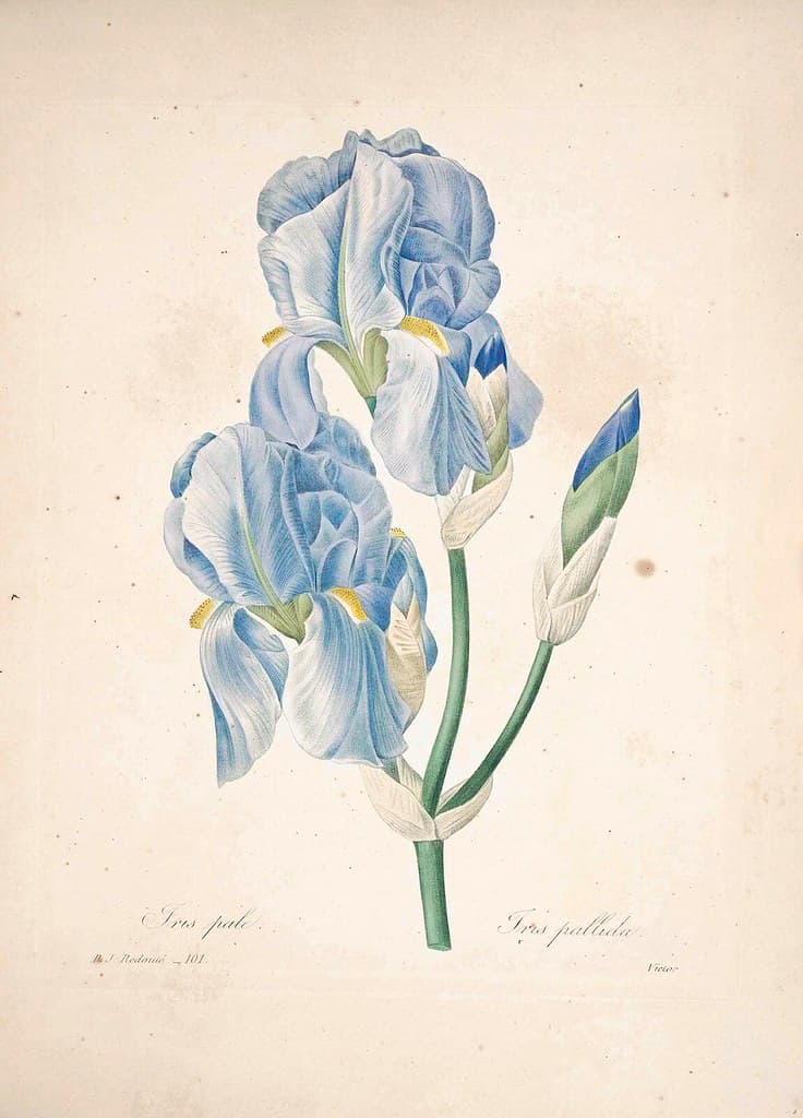 Blueflowers, blueiris, botanical