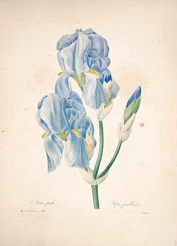 Blueflowers, blueiris, botanical