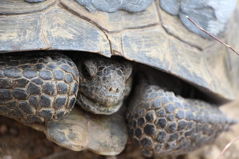 Female Desert Tortoise