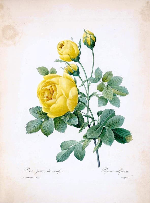 Botanical, botany, choix