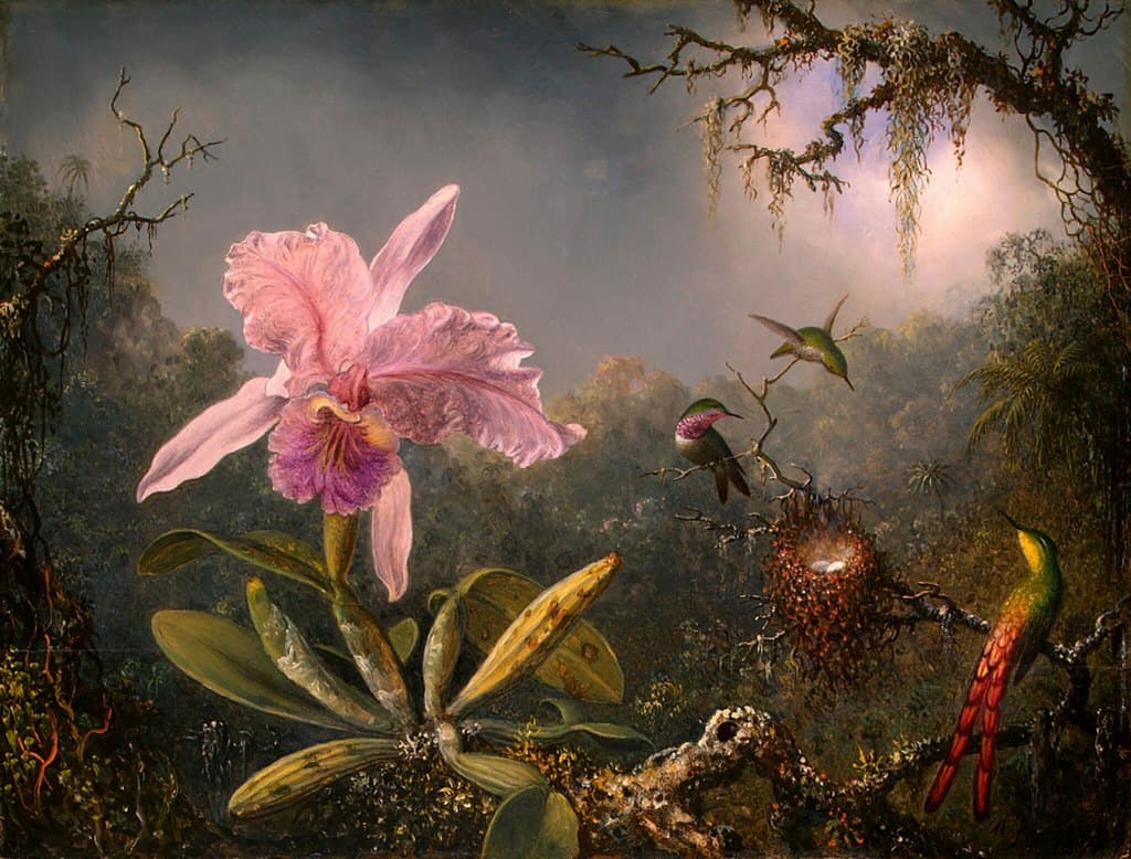 Amazon, amazonforest, amazonrainforest
