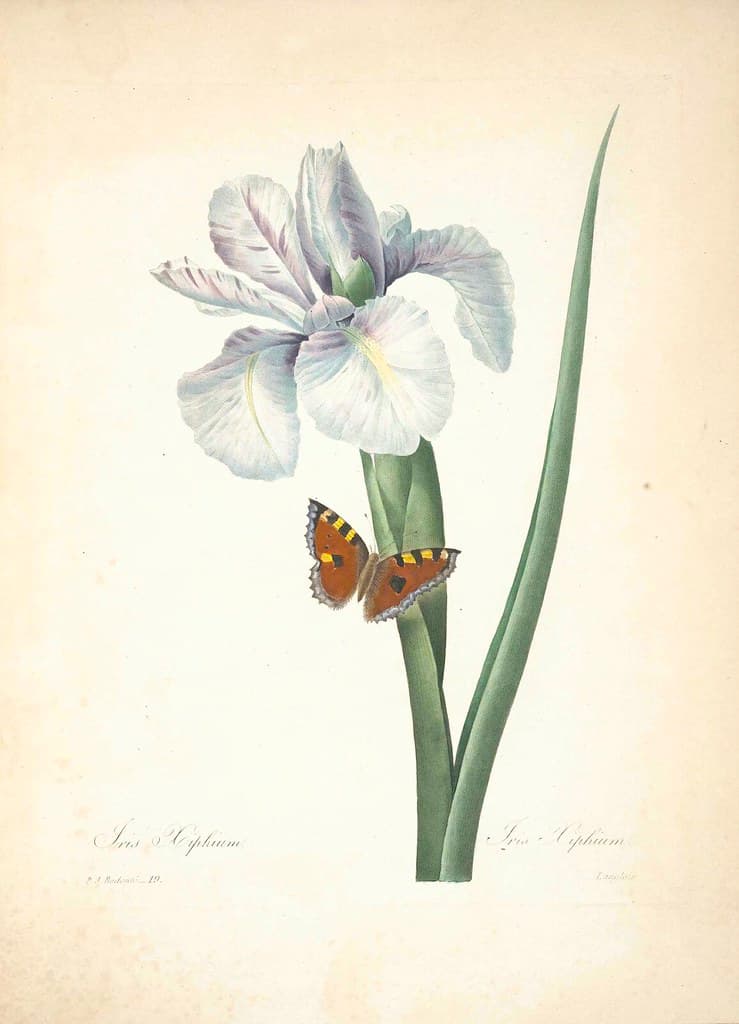 Botanical, botany, butterfly