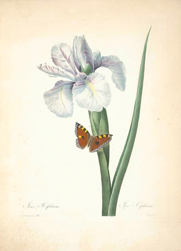 Botanical, botany, butterfly
