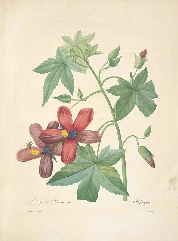 Botanical, botany, choix