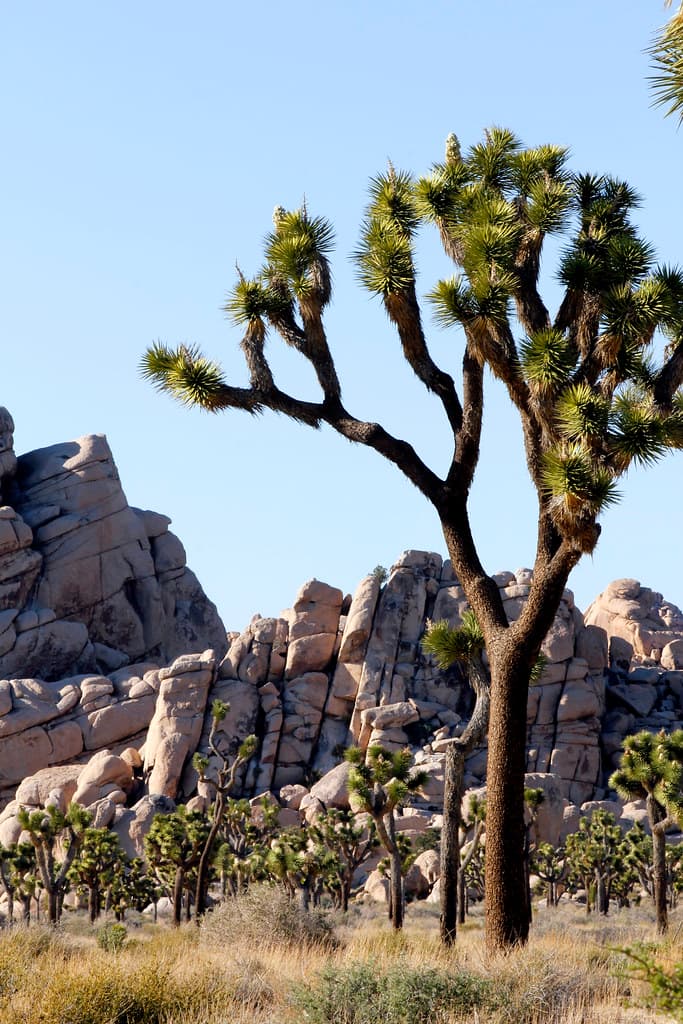 Joshua tree (Yucca brevifolia) and boulders