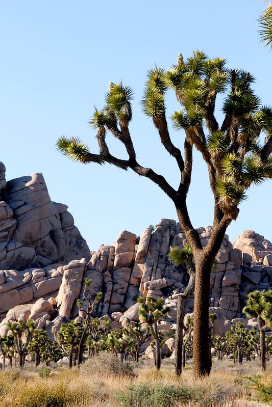 Joshua tree (Yucca brevifolia) and boulders