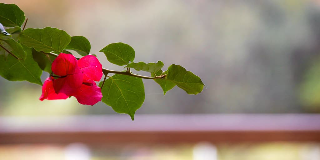 Flower thing