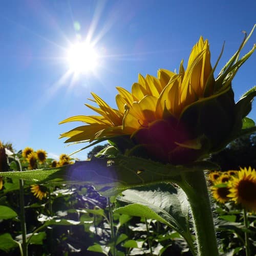 Hope | Blue Sky Sunshine Sunflower at Grinter Farms
