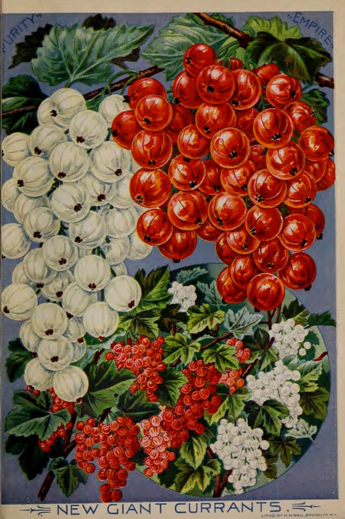 Giant Currants. John Lewis Childs seed catalog (1898).