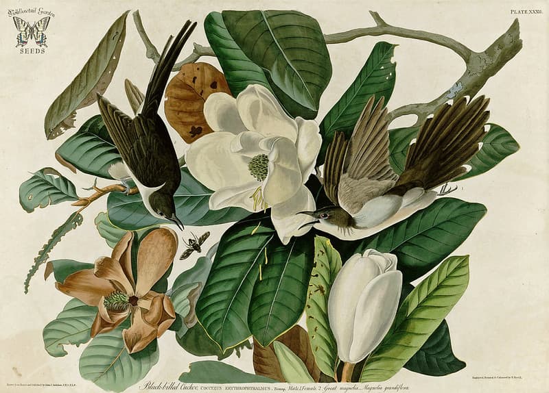 Audubon, bird, birds