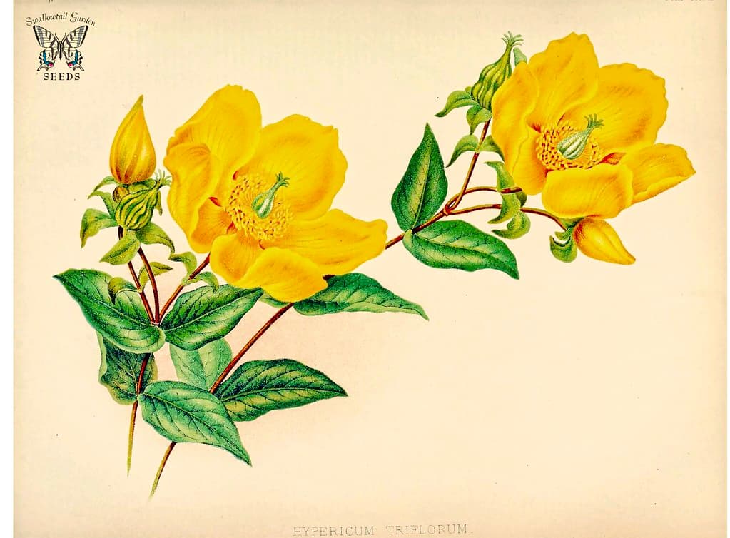 Thcentury, botanical, botany