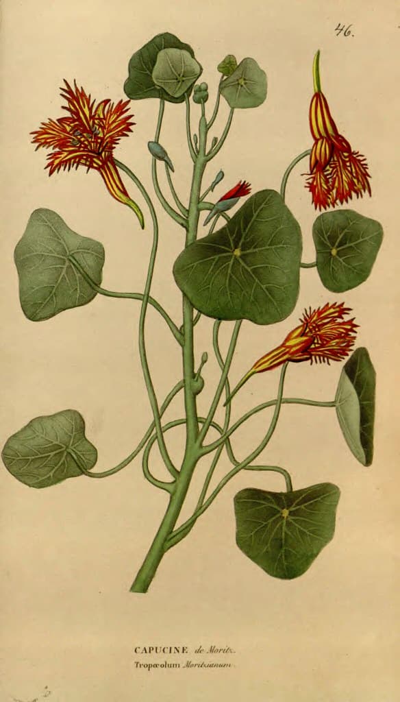 Botanical, botany, climbingnasturtium