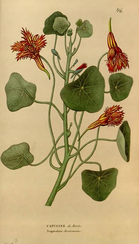 Botanical, botany, climbingnasturtium