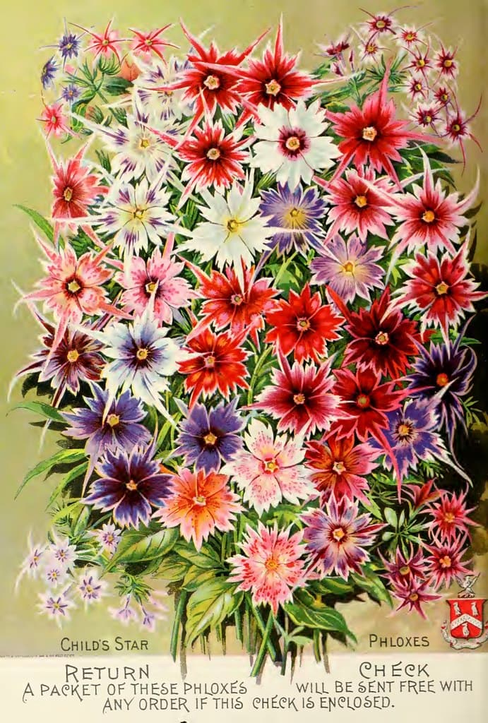 Phlox. John Lewis Childs, Inc. (1891)