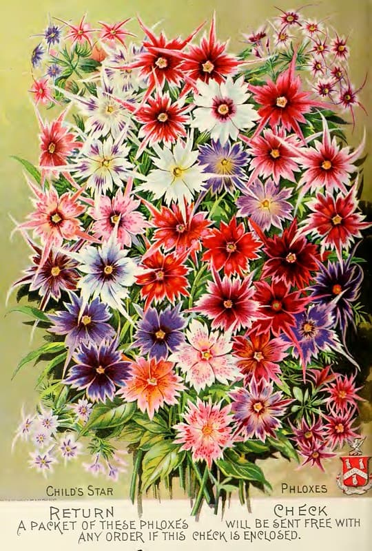 Phlox. John Lewis Childs, Inc. (1891)