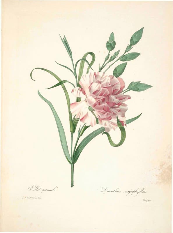 Botanical, botany, flowers