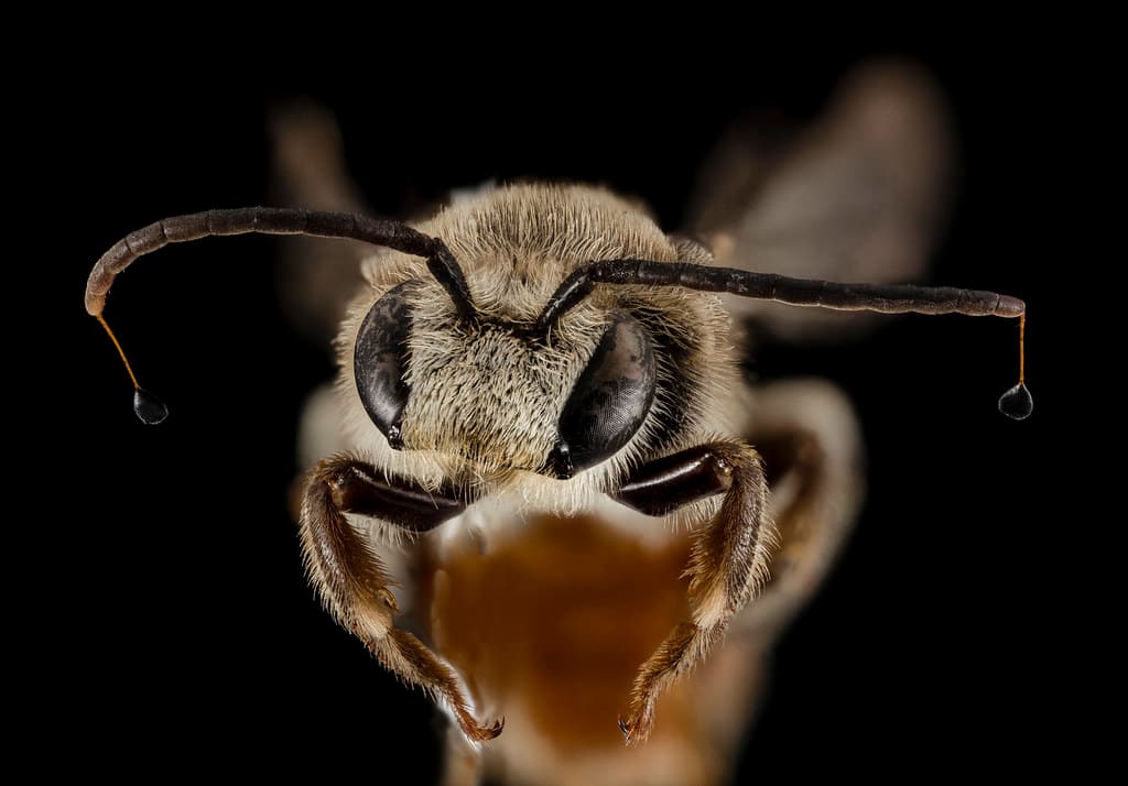 Aculeata, animal, animalia