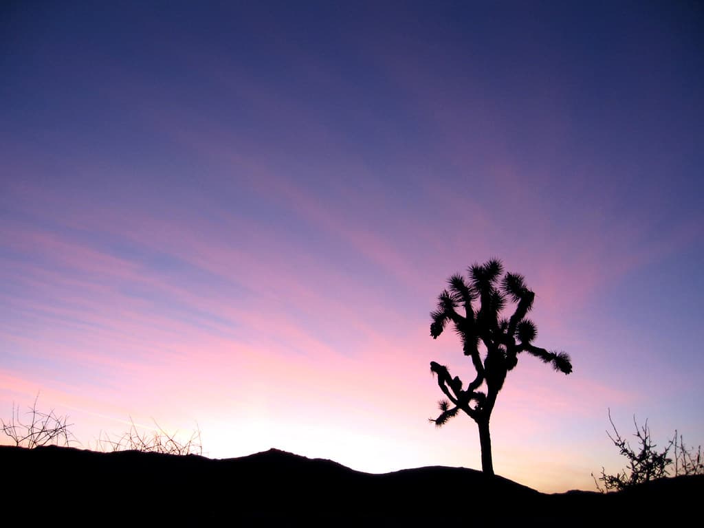 Sunset Joshua Tree, Cap Rock