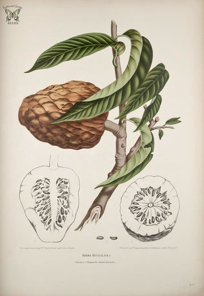 Thcentury, annonareticulata, botanical