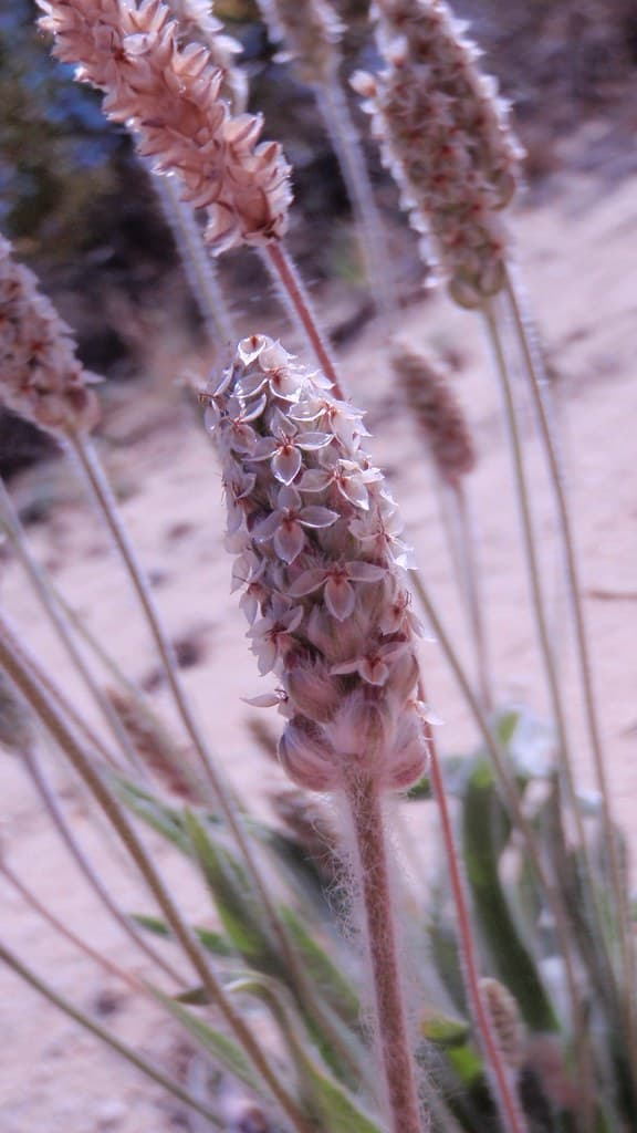 Desert indianwheat (Plantago Ovata)