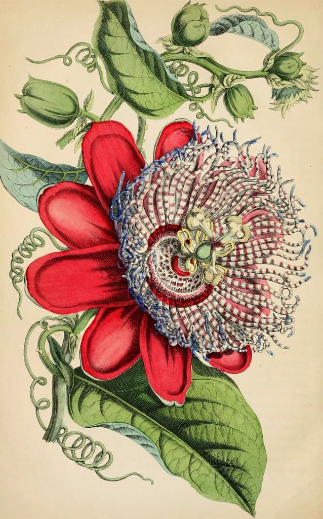 Thcentury, botanical, botany