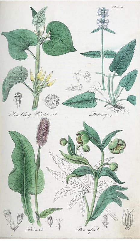 Aristolachia, bearsfoot, betony