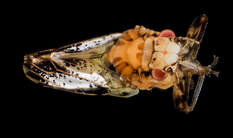 Citrus psyllid, u, hand sand, ft detrick 2014-05-01-10.16.52 ZS PMax